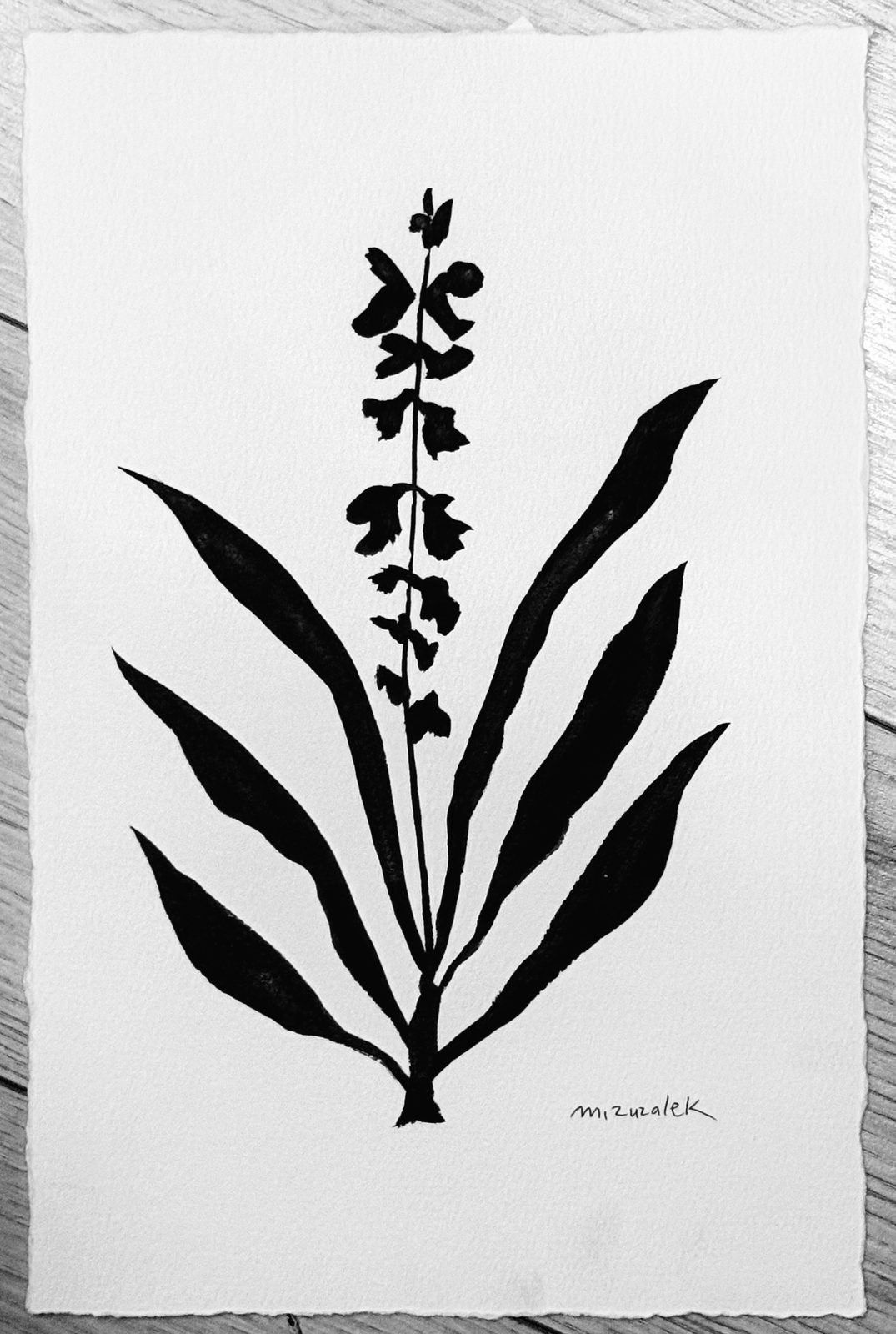 Étude Botanique #23, Ink on handmade watercolor paper, 7.5 × 11.5 in — work by Michele Zuzalek