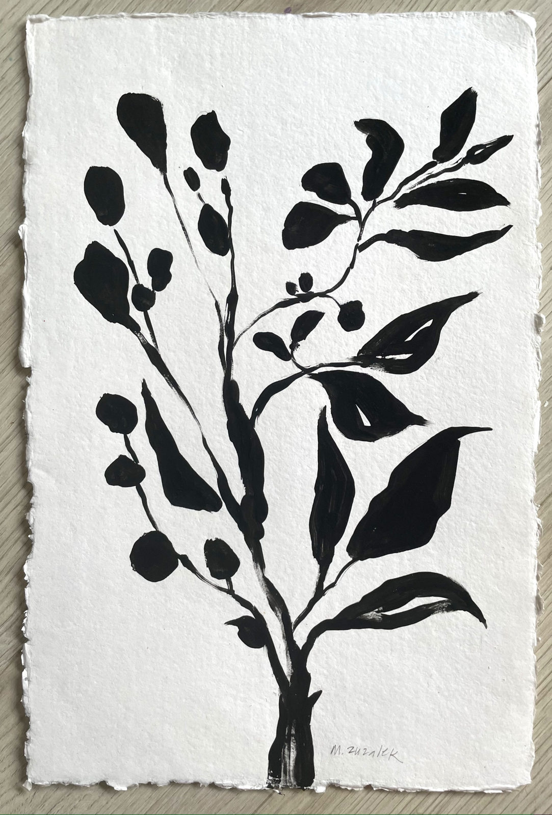 Études Botaniques 5, India ink on handmade watercolor paper, 11 × 17 in — work by Michele Zuzalek